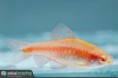 /album/peixes-ornamentais/sekai-puntius-titteya-albino-1-jpg/